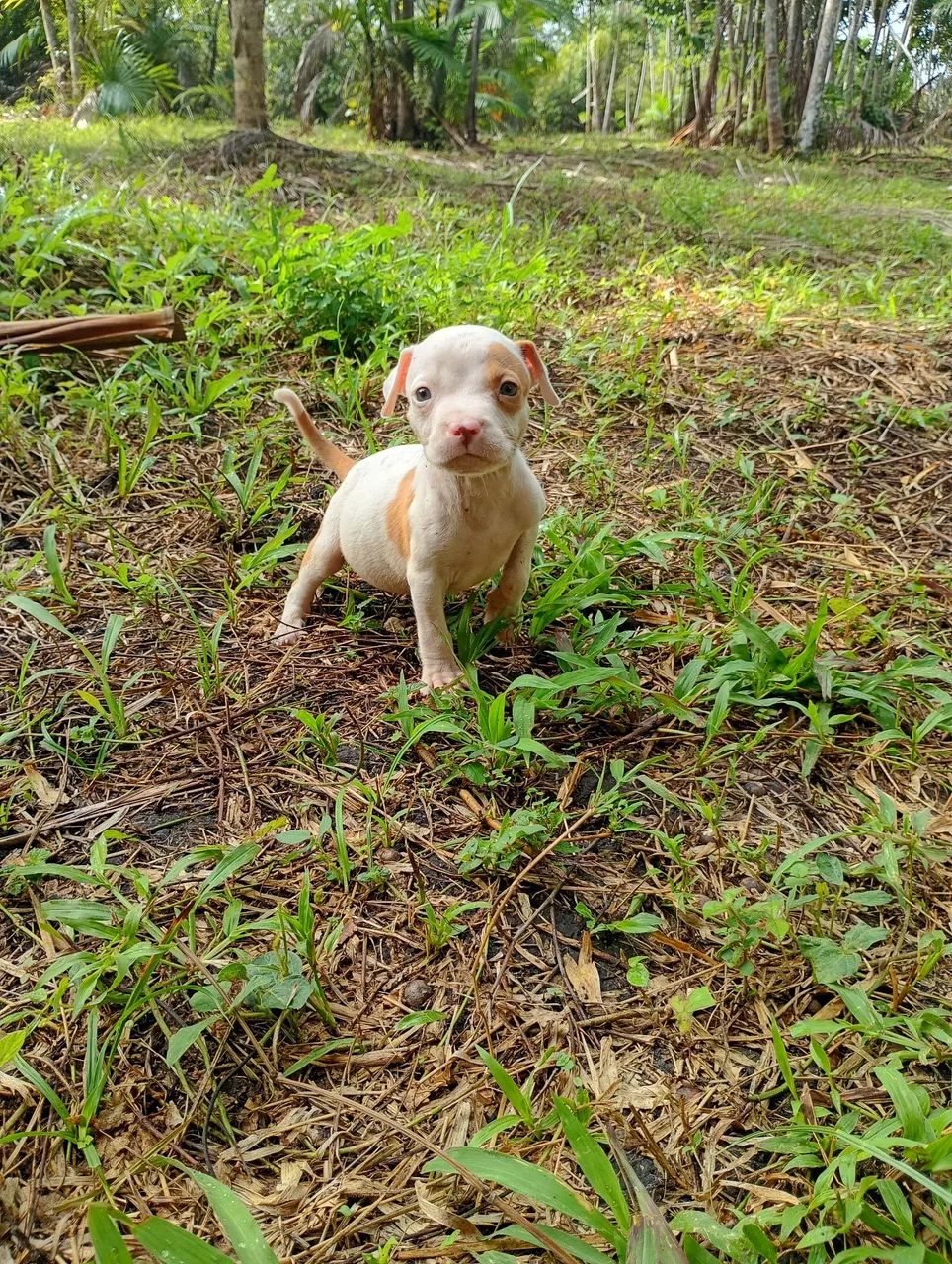 Pitbull  - Foto 3