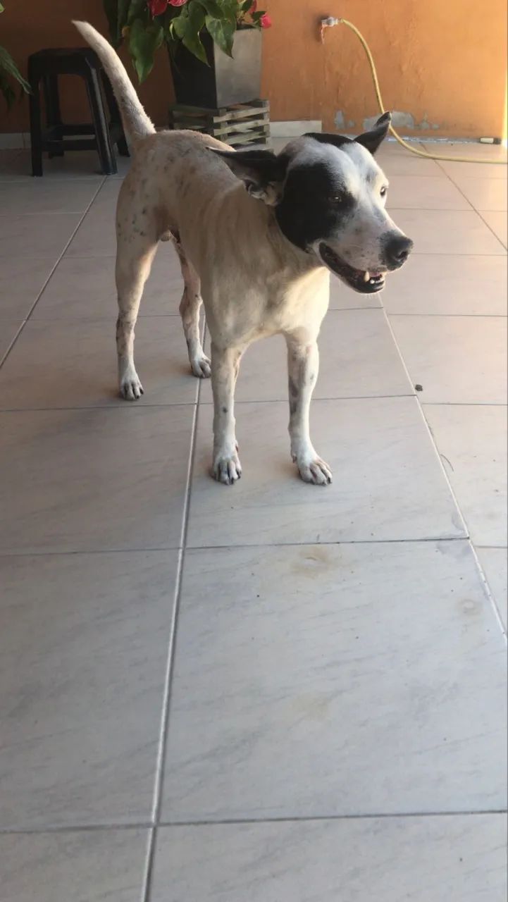 cachorro para adoção 