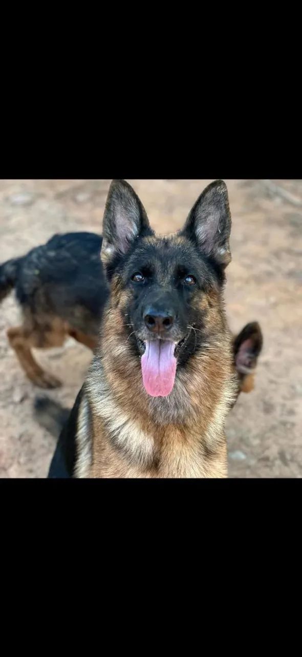 Lindas fêmeas de pastor alemão capa preta  - Foto 6