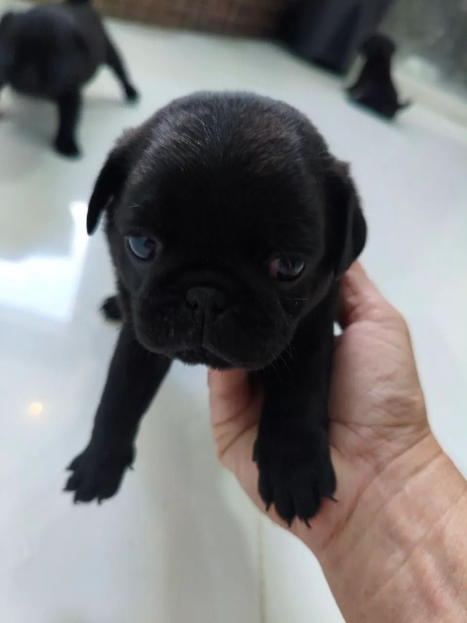 Lindos filhotes de Pug  - Foto 4