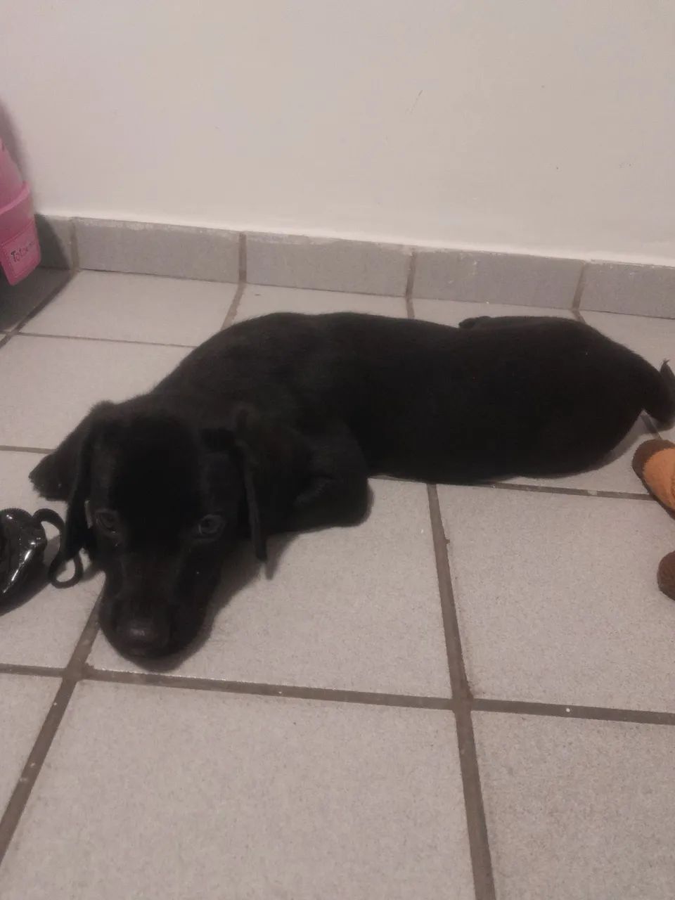 Labrador  - Foto 2