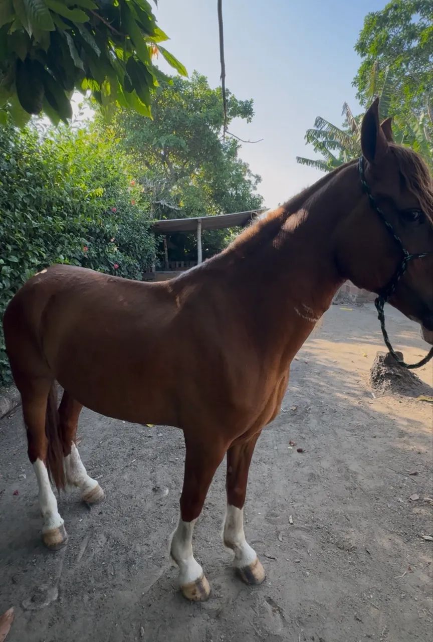 Cavalo Mangalarga marchador  - Foto 3