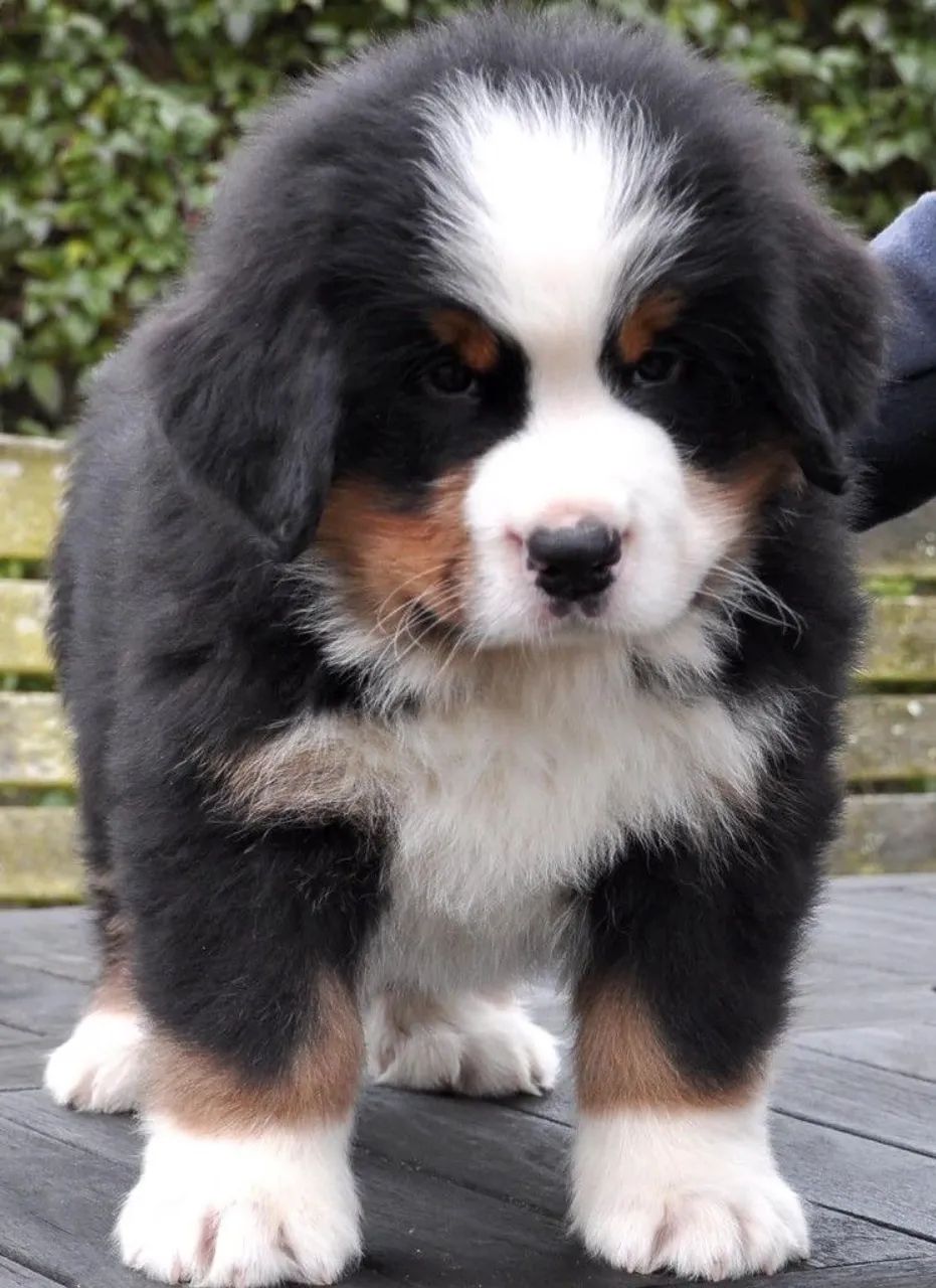 Bernese com garantia de vida e procedência 