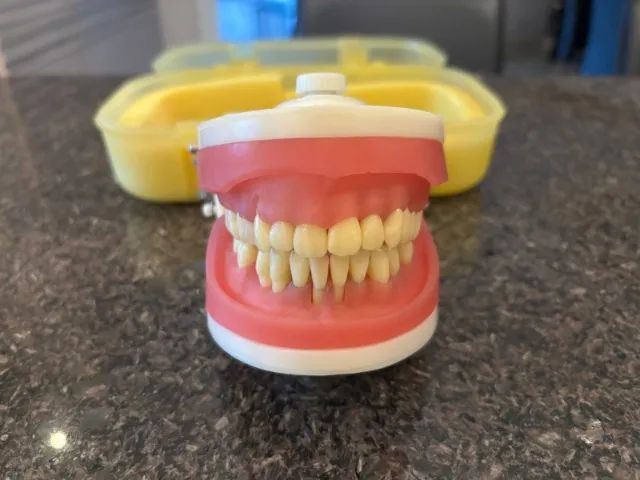 Manequim Periodontia - Foto 3