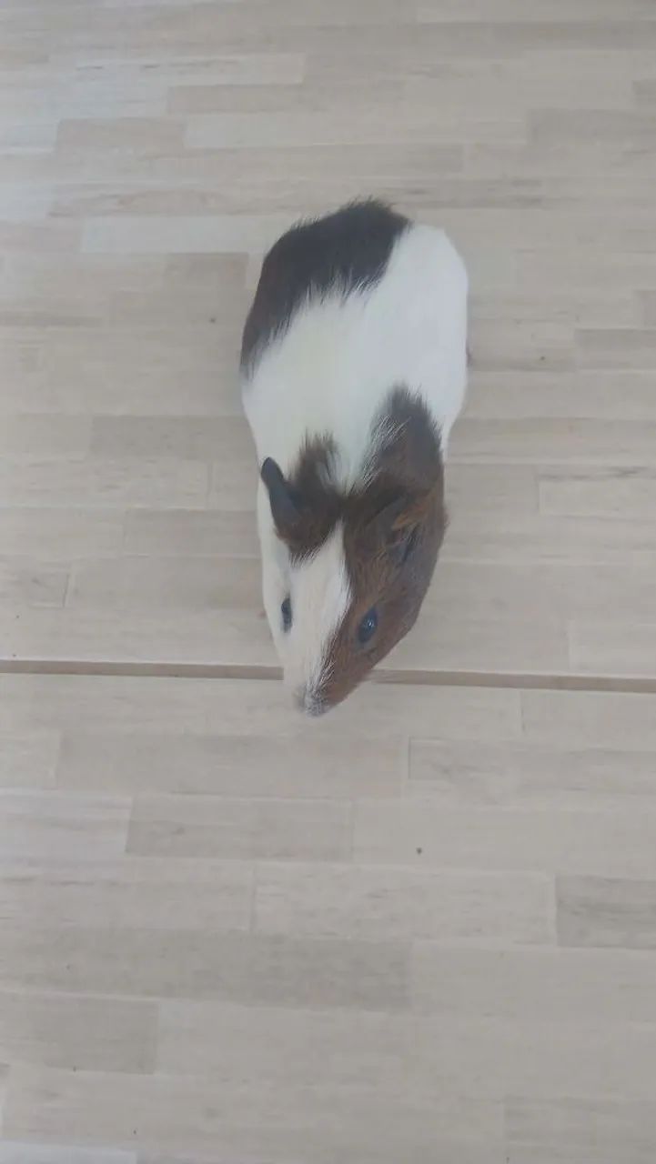 Porquinhos da Índia em Araruama  - Foto 3