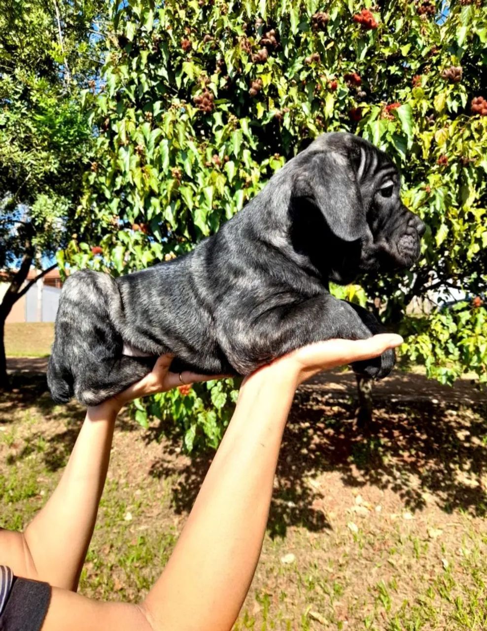 Filhotes de cane corso 