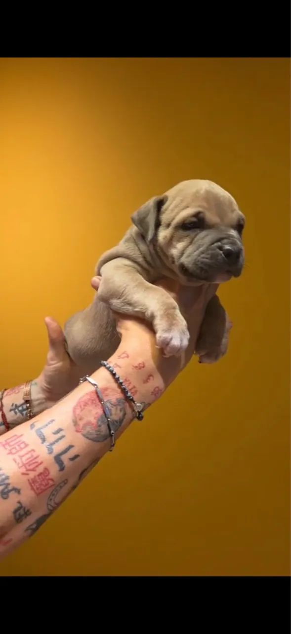 American Bully  - Foto 4
