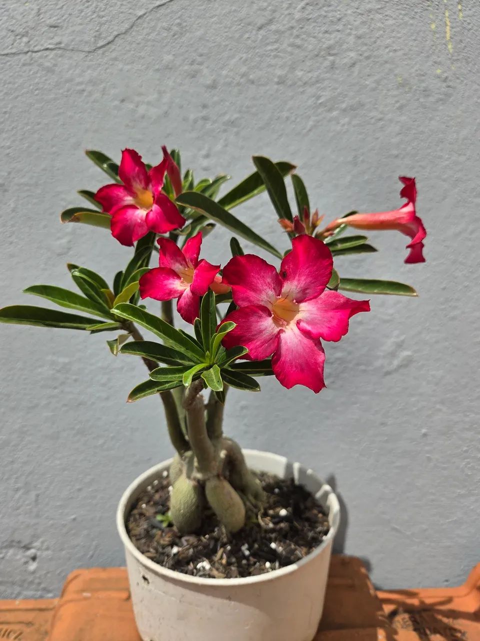 Rosa do Deserto - Foto 5
