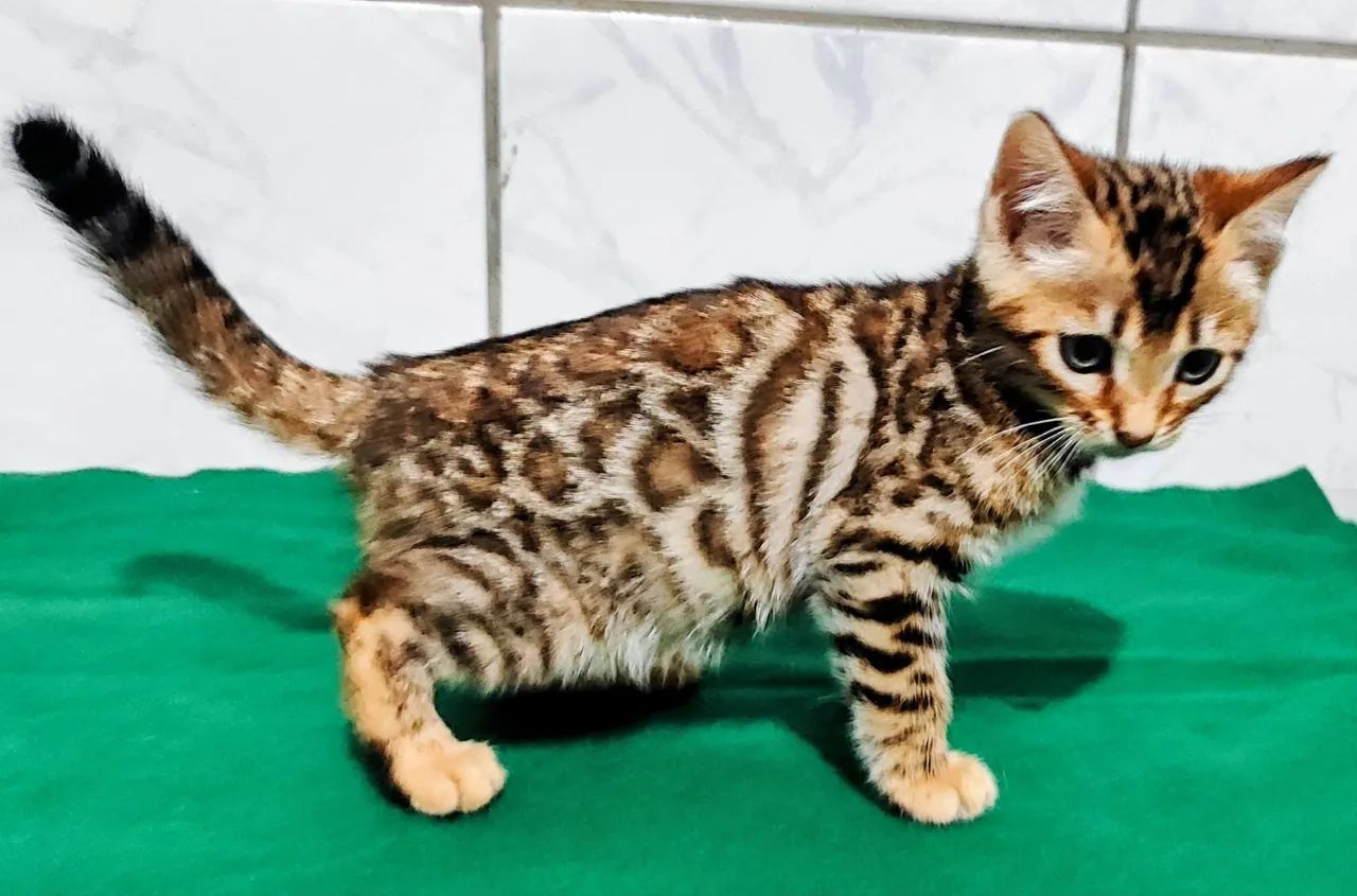Gato Bengal - Foto 2