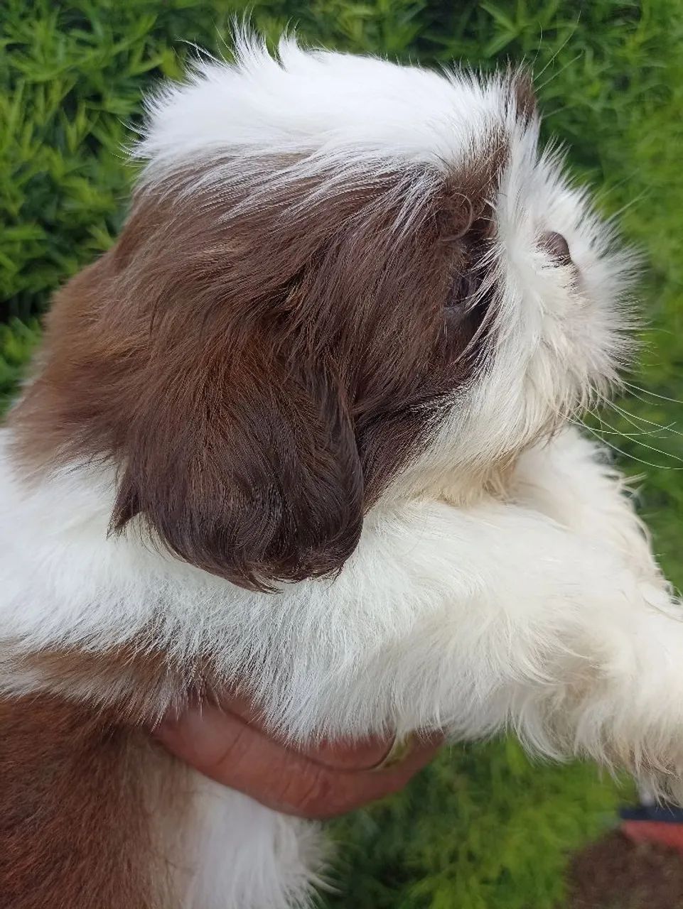 Shih tzu  - Foto 3