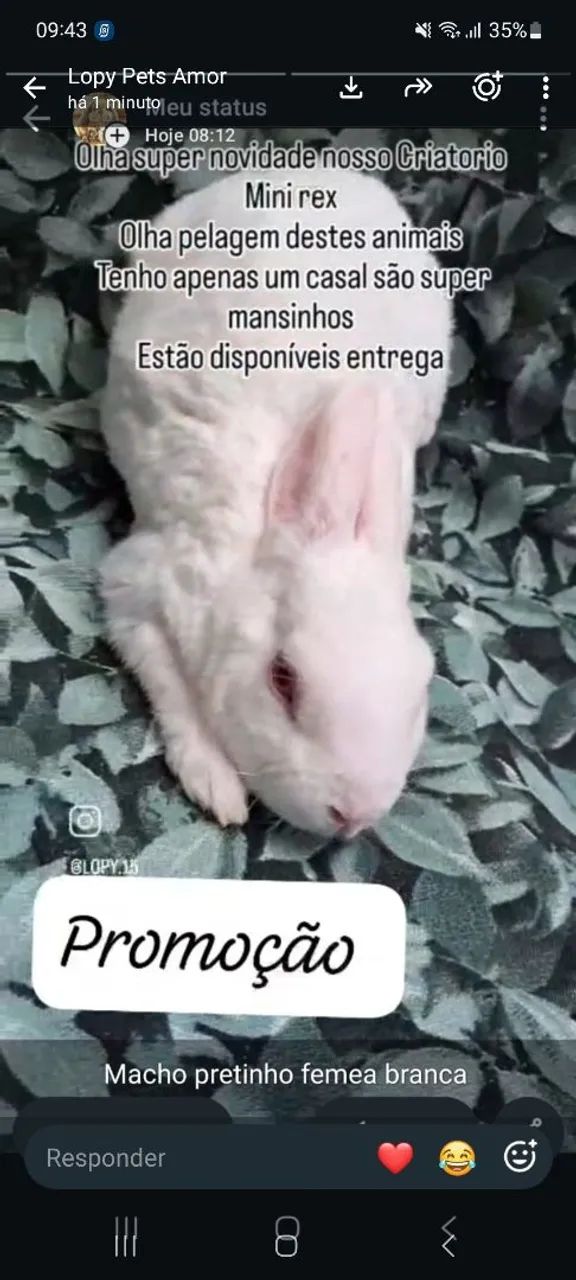 Coelho mini rex 
