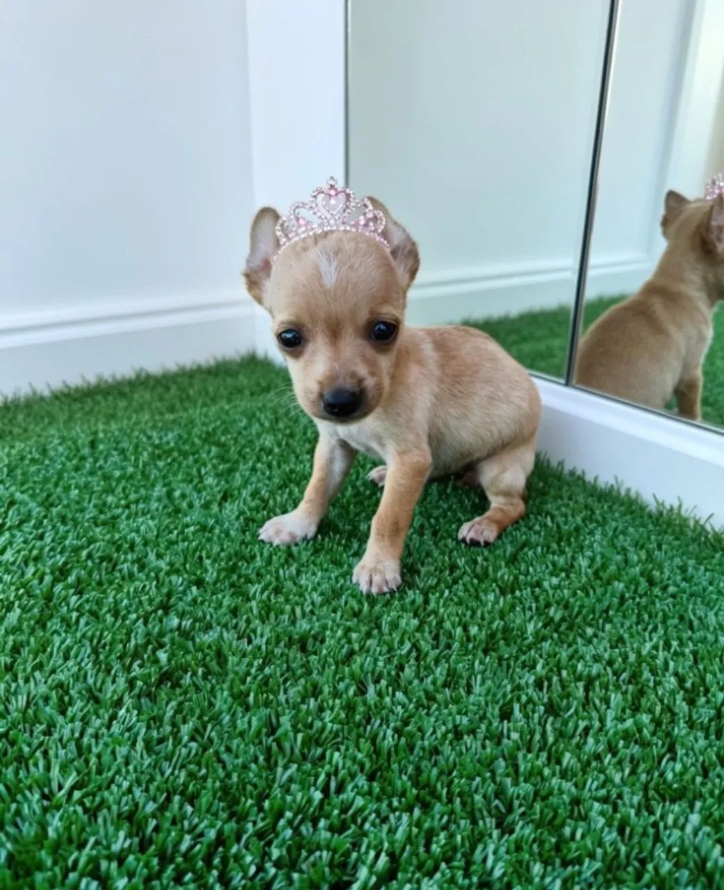 Pinscher Zero Encantadora e Cheia de Energia 