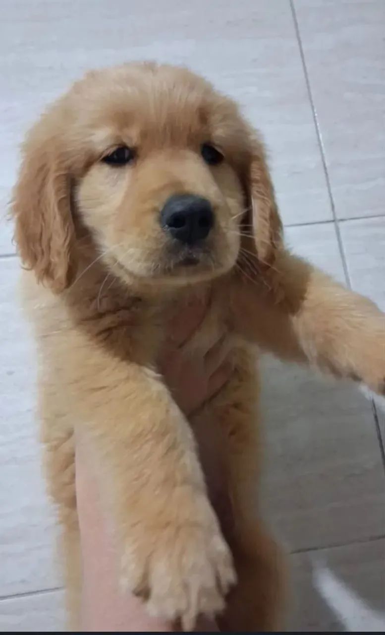 Golden Retriever  - Foto 4
