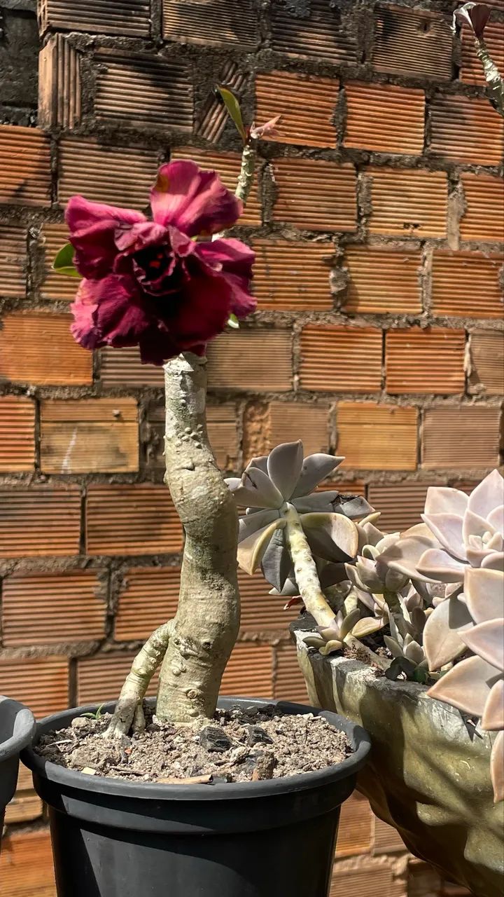 Rosas do deserto  - Foto 5