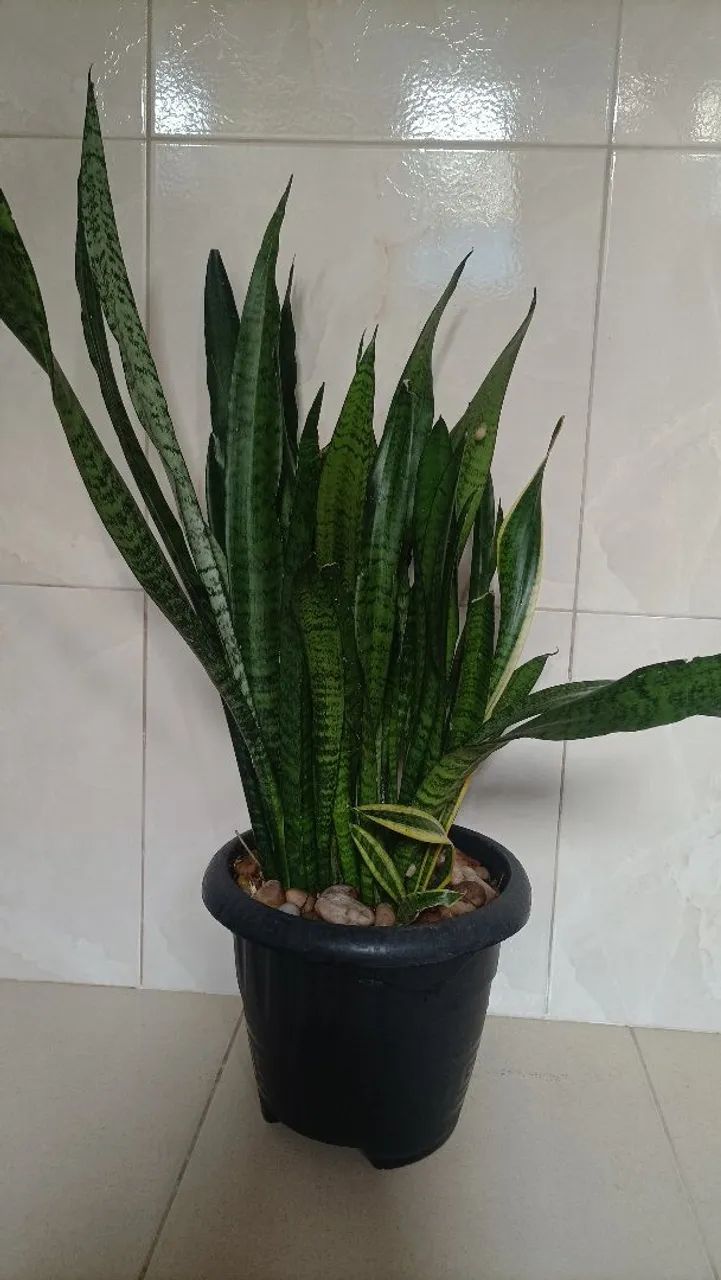 Vende se - Foto 2