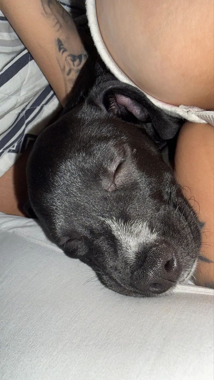 Adoção de cachorro 