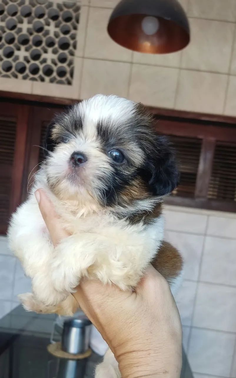 Vendo Shitzu macho ? - Foto 4