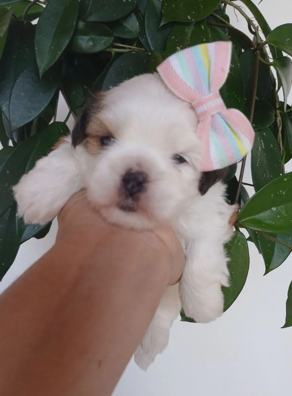 FÊMEA LHASA APSO
