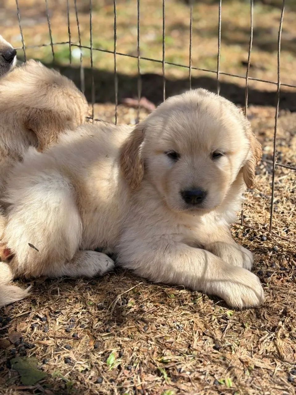 Golden  - Foto 4