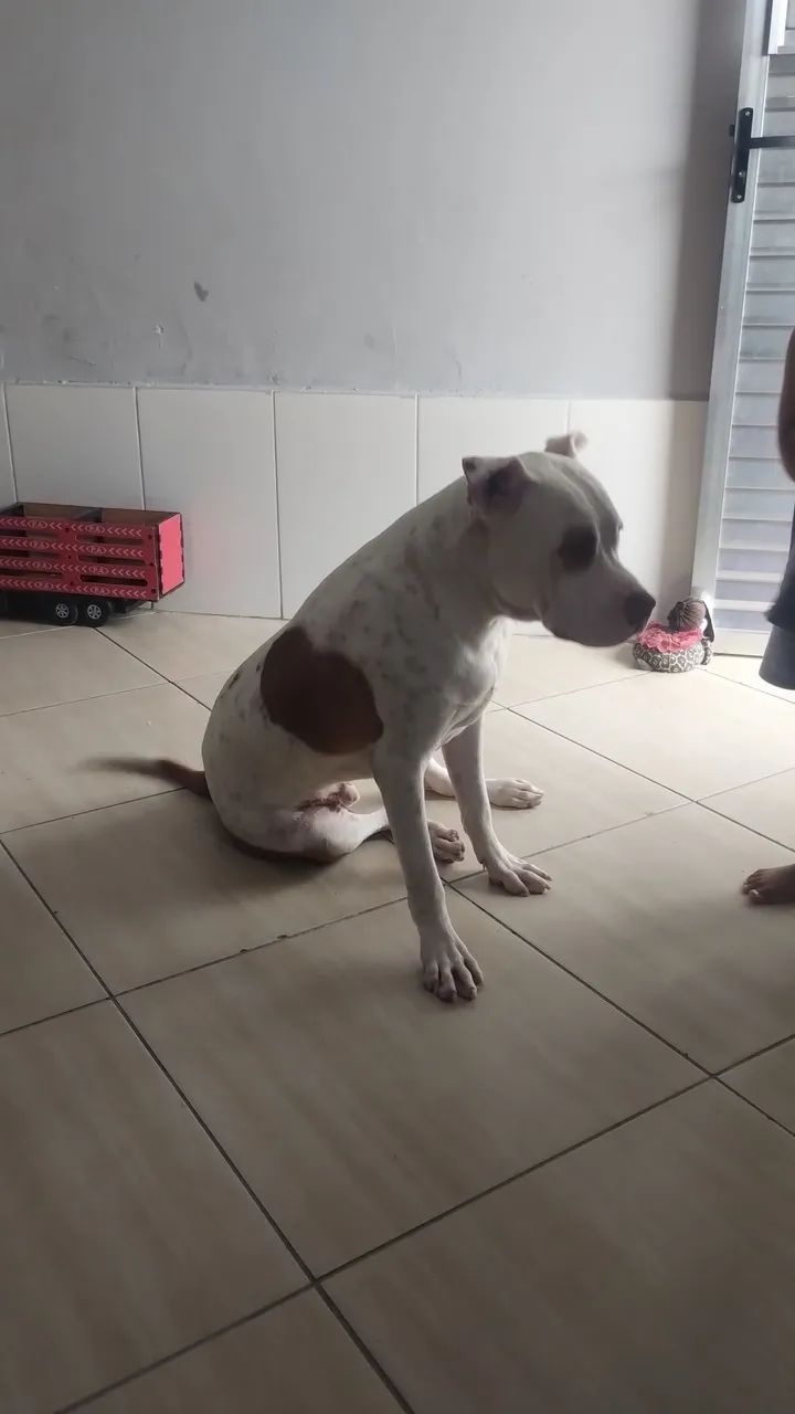 Doa esse lindo Pit Bull 