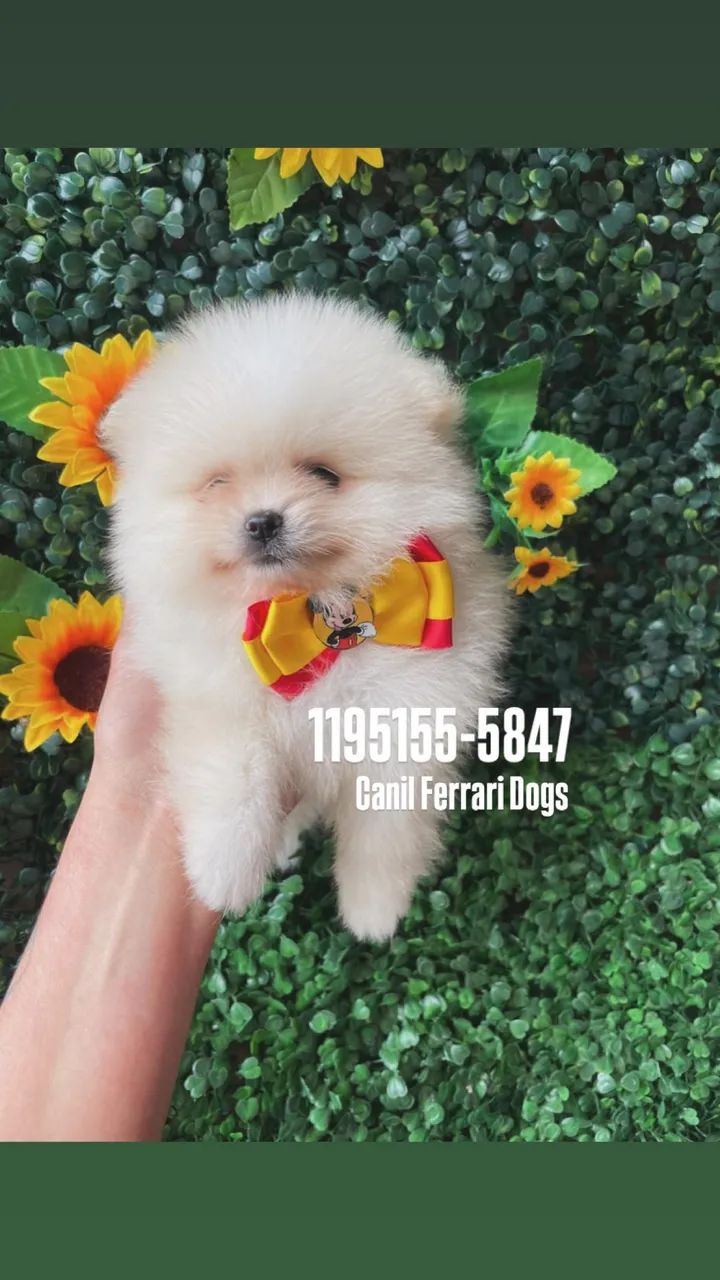 Doçura de Filhotes Spitz Alemão