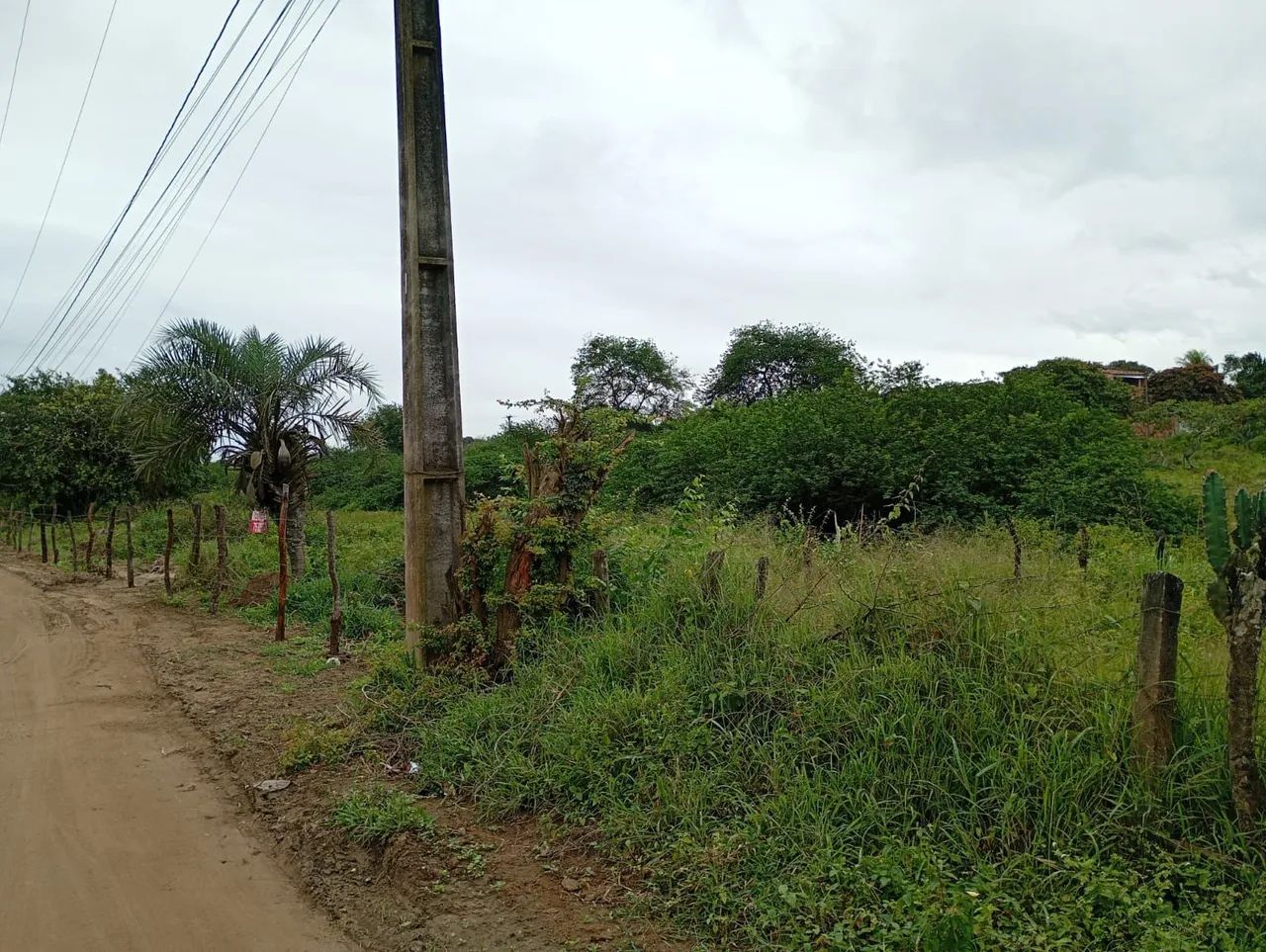 VENDE-SE ROÇA  - Foto 3