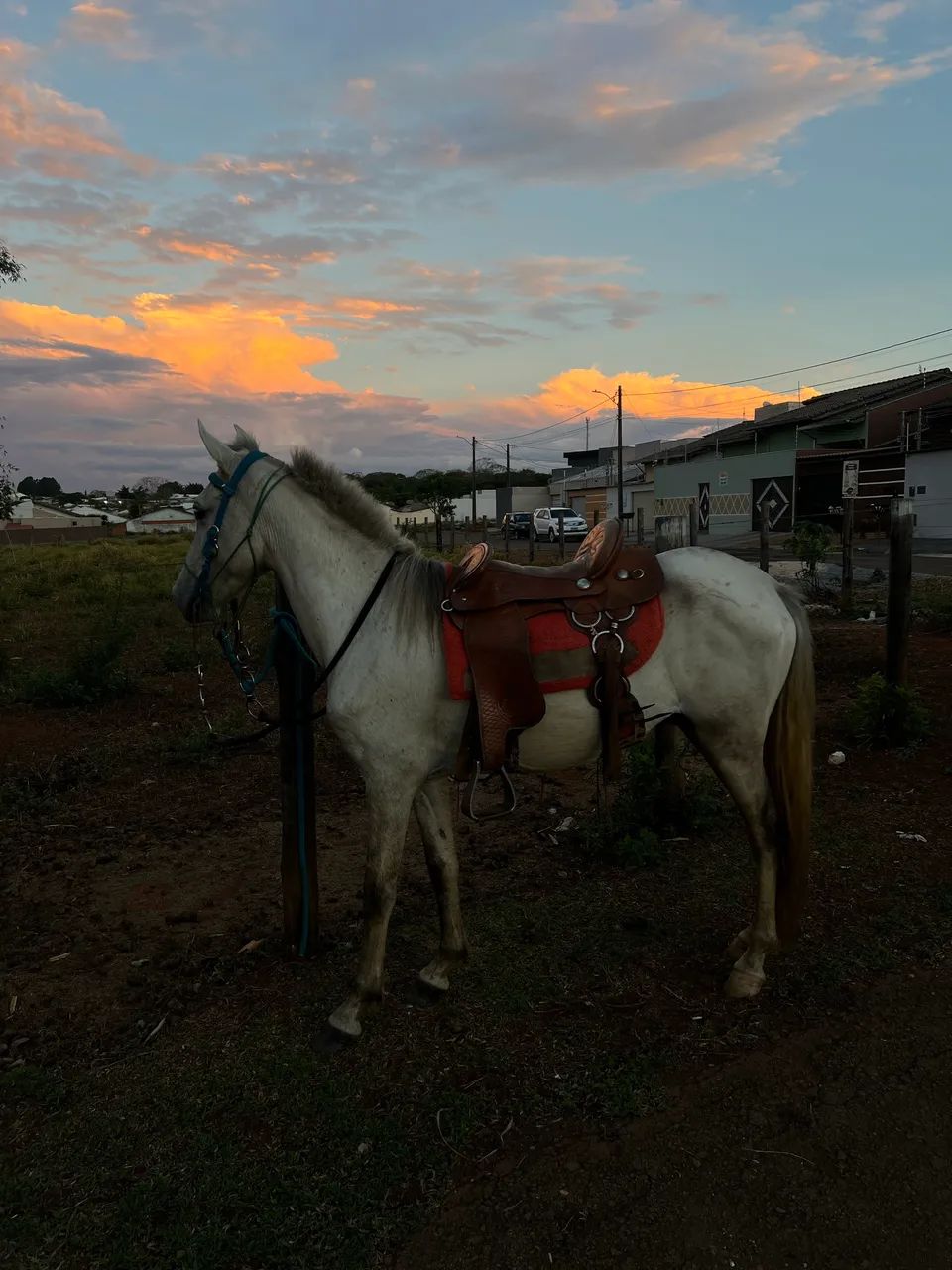 Cavalo  - Foto 2
