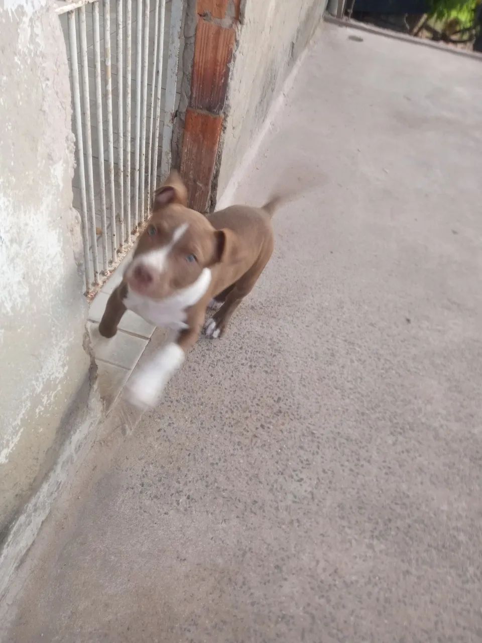 Filhotes de Pit Bull 