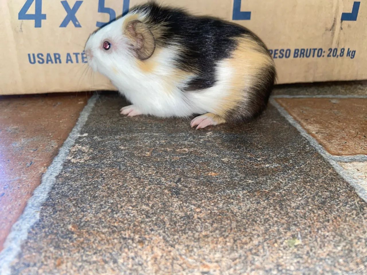 Porquinho da índia  - Foto 5