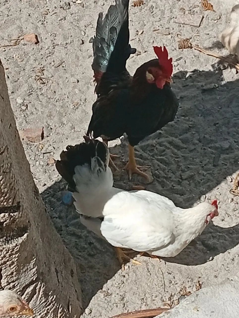 Galizé 