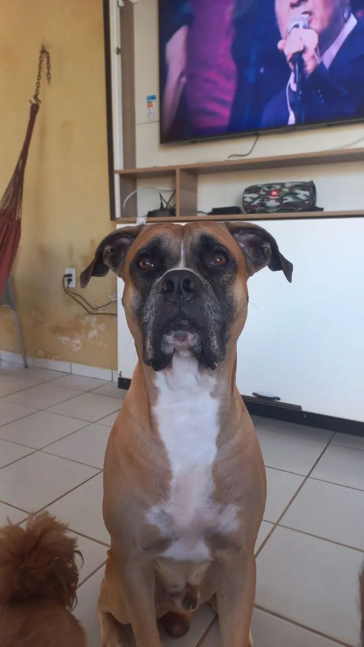 Doação box com pintibu 