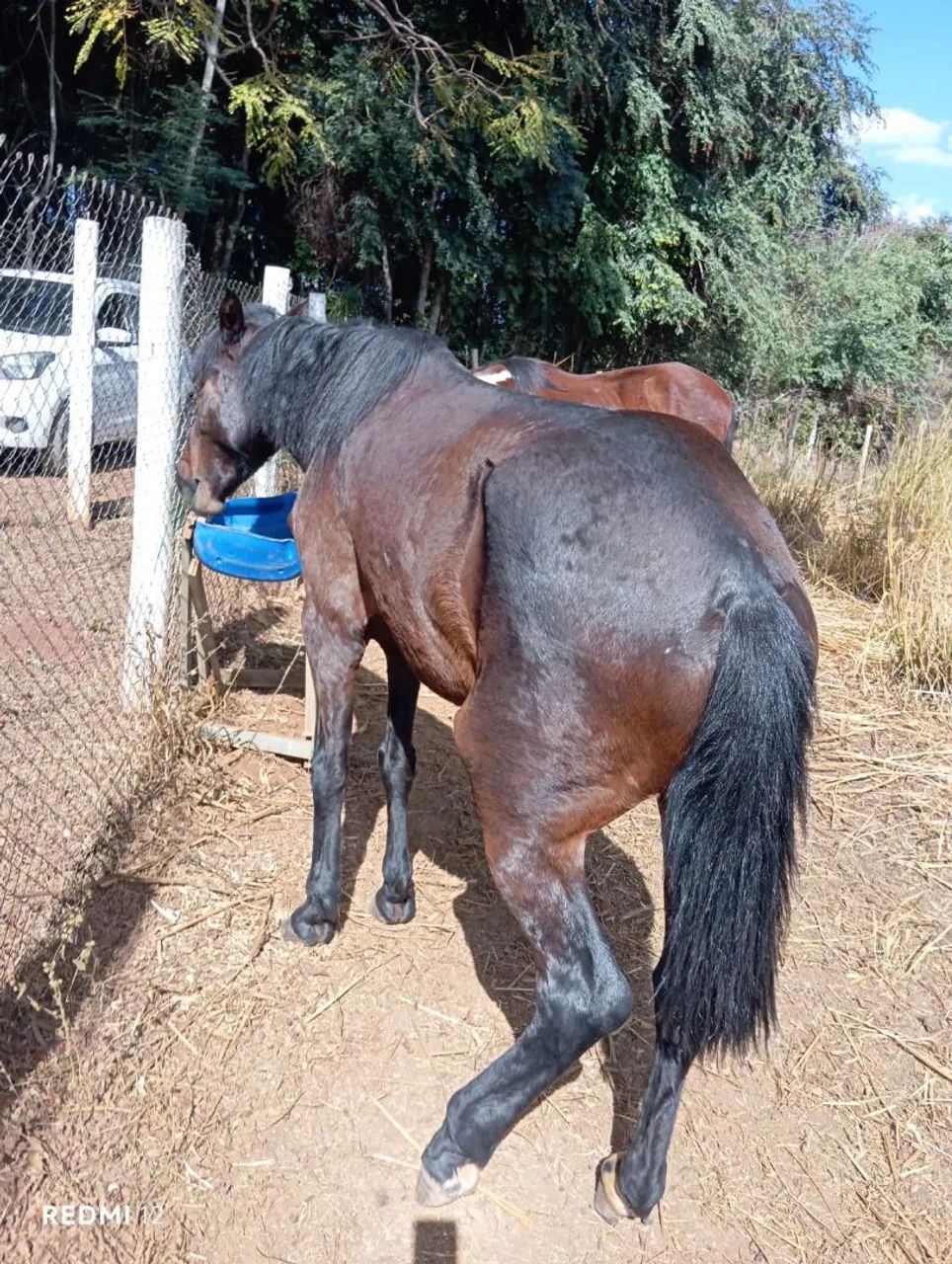 Vende-se égua boa de andar. - Foto 3