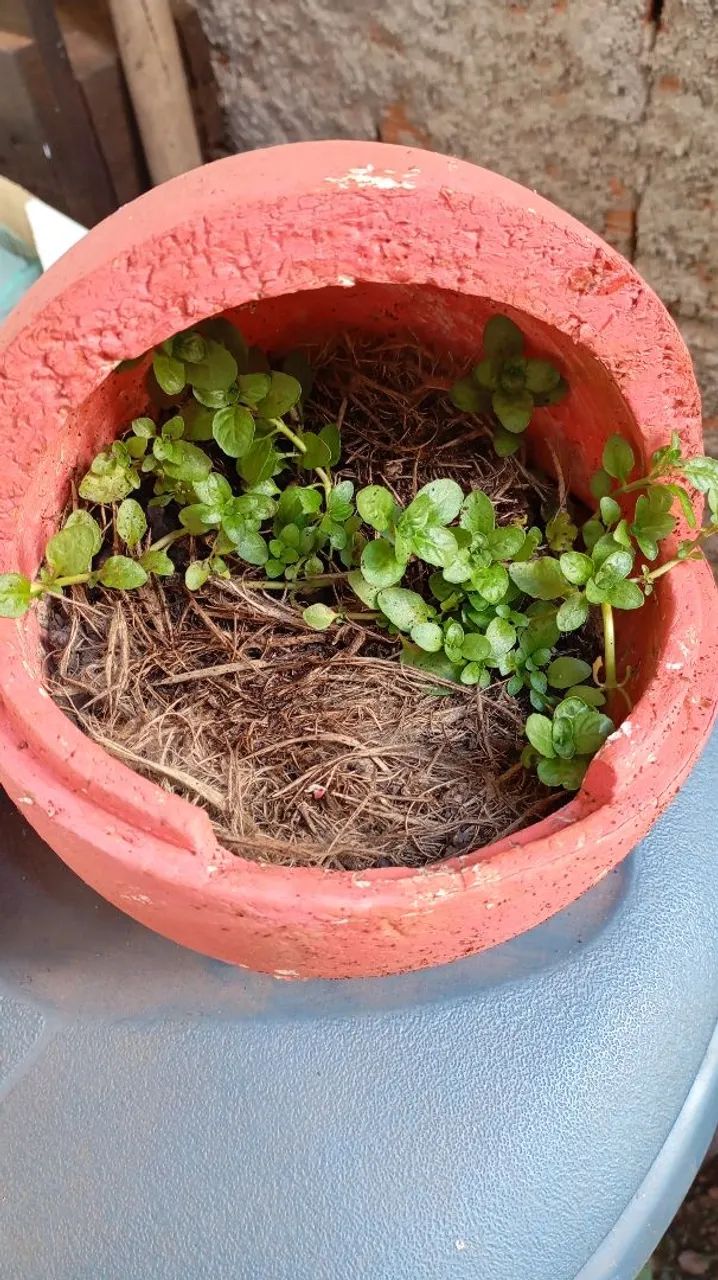 Mudas de poejo planta medicinal 