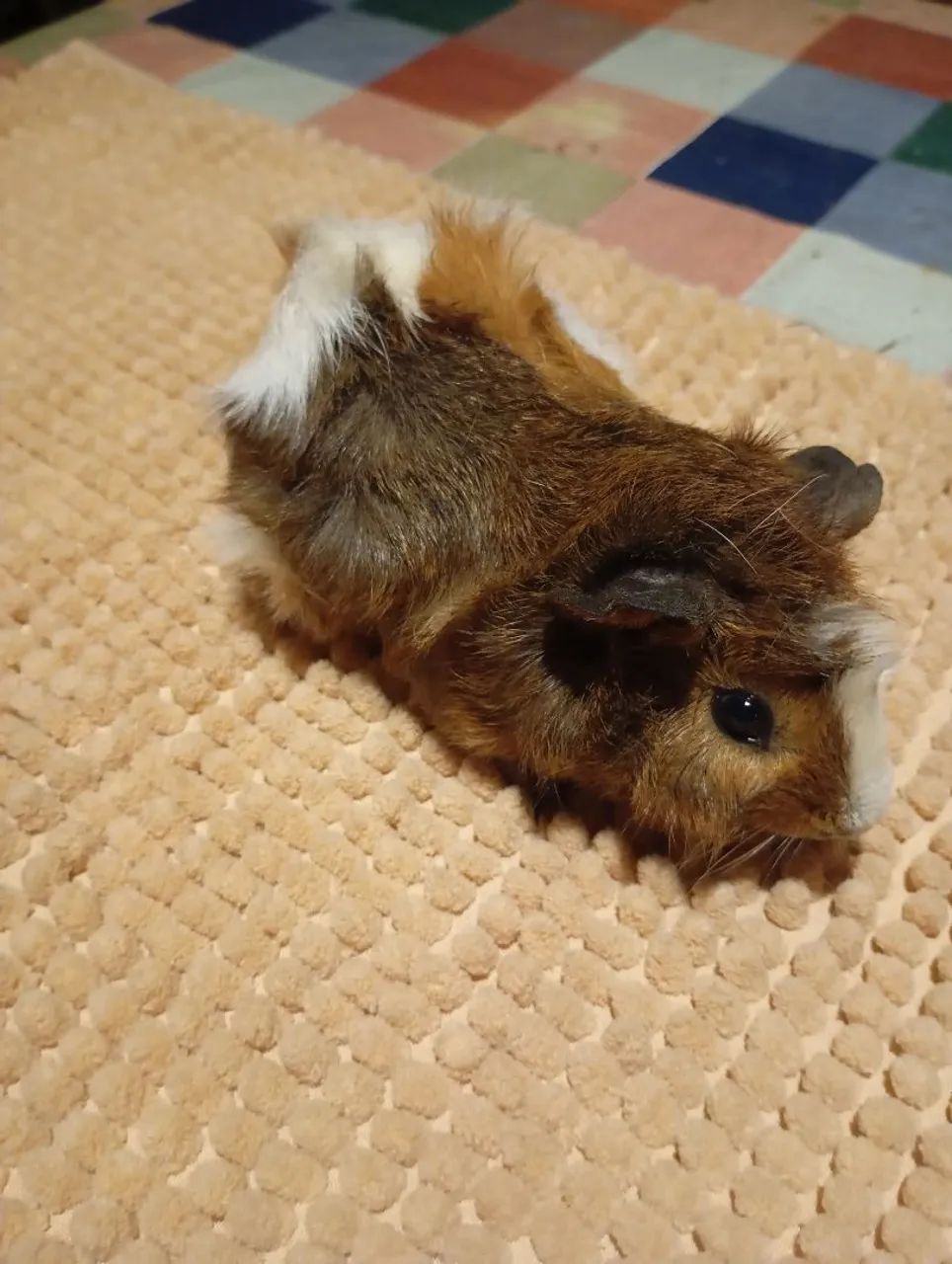 Porquinho da Índia  - Foto 3