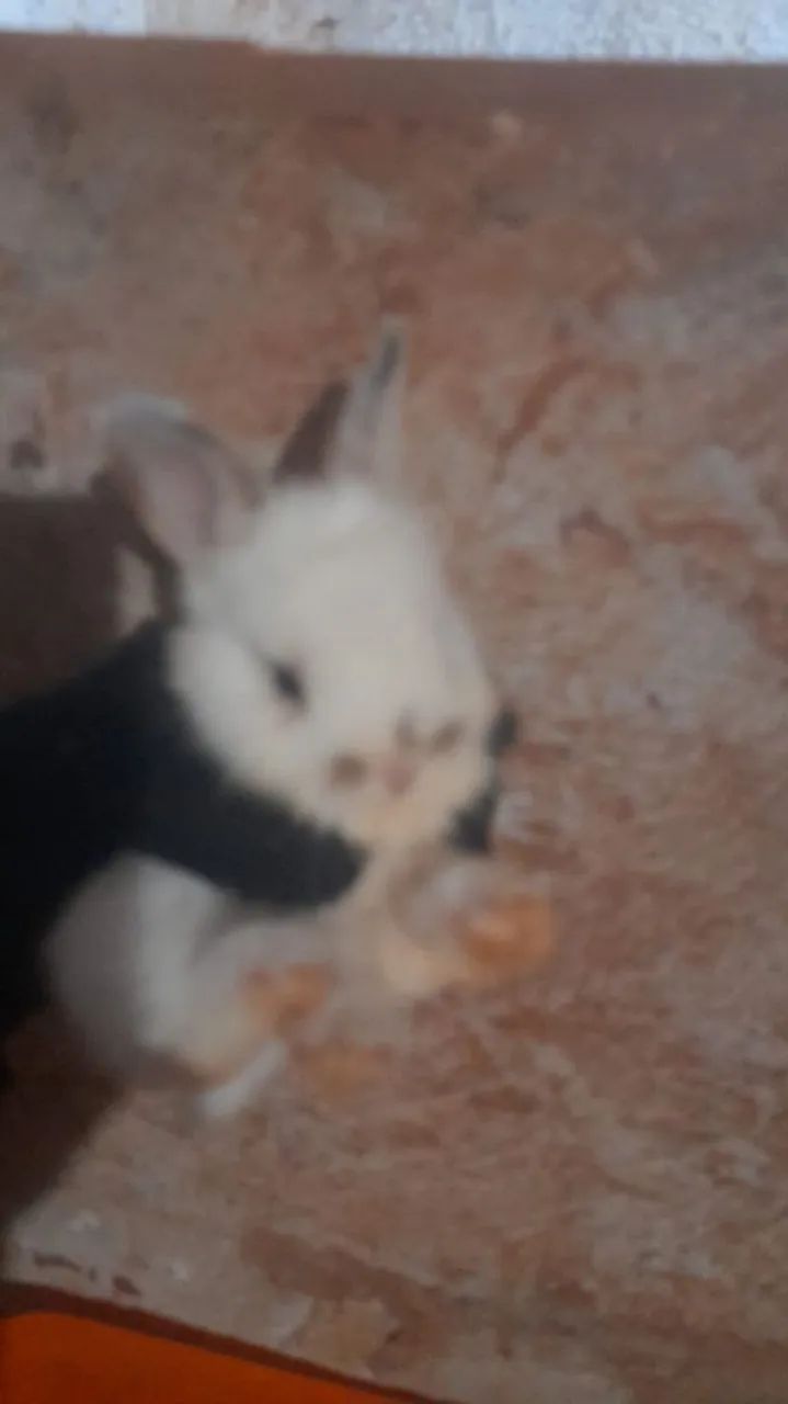Coelhos  - Foto 3