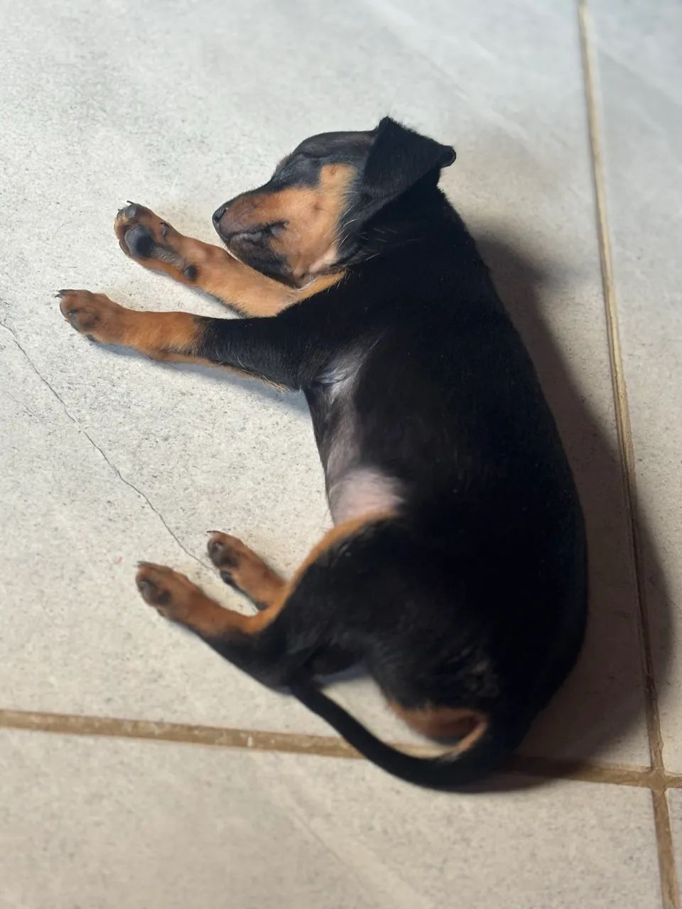 Pinscher - Foto 4