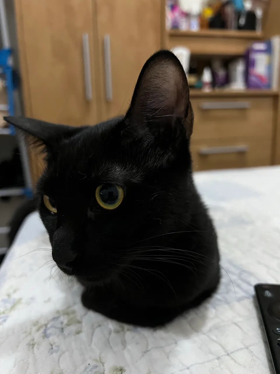 Gato branco macho e gata preta fêmea - Foto 4
