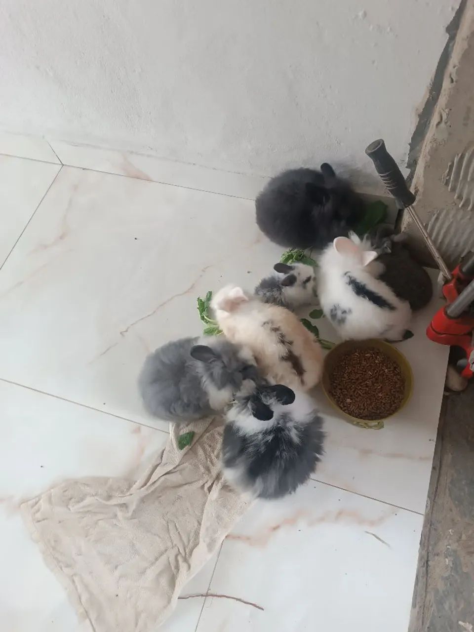 Coelhos mini laion