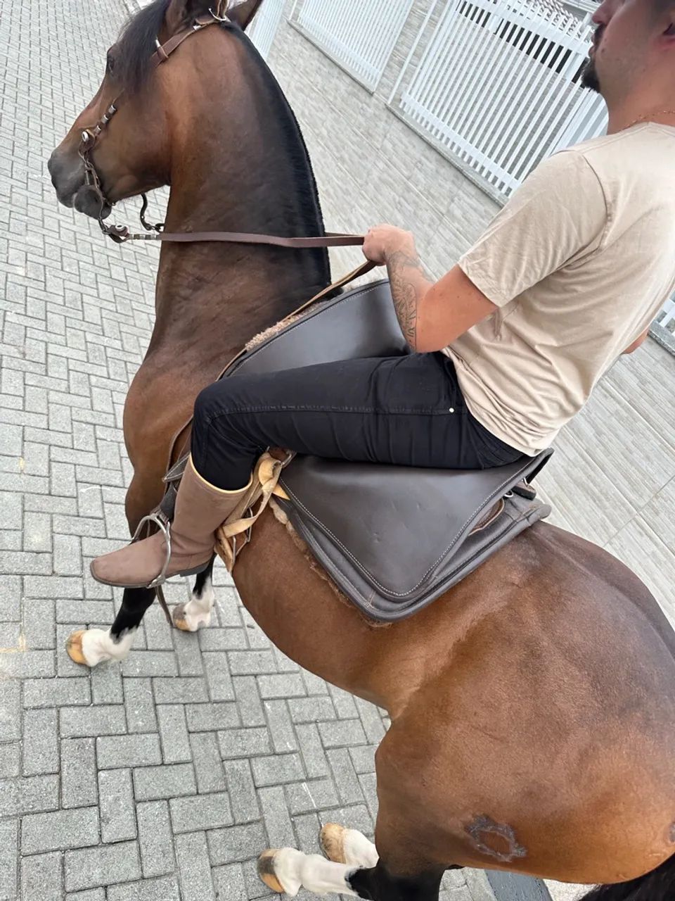 Cavalo crioulo  - Foto 5