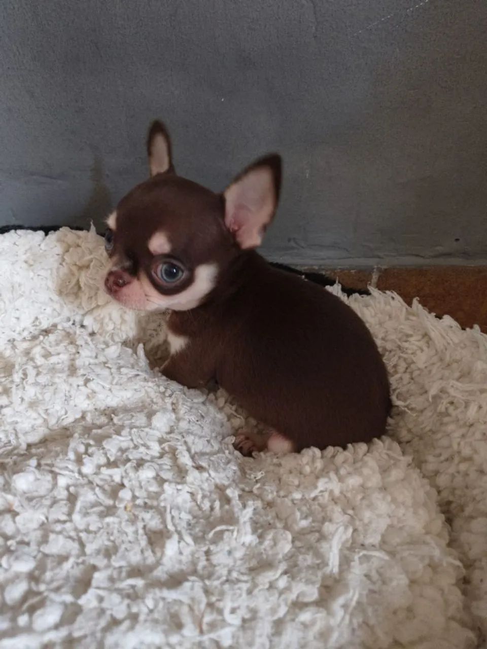 Chihuahua  disponíveis  - Foto 2