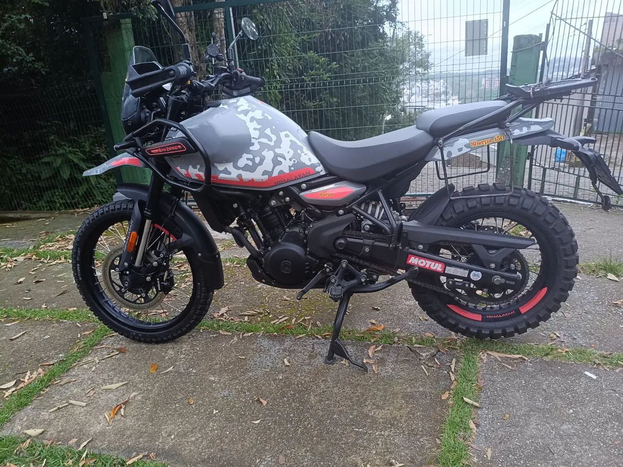 Barbada hymalaia 450