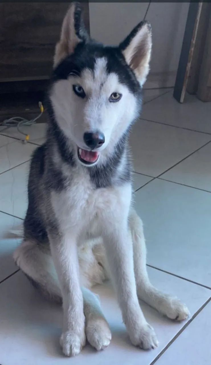 Husky siberiano macho  - Foto 3