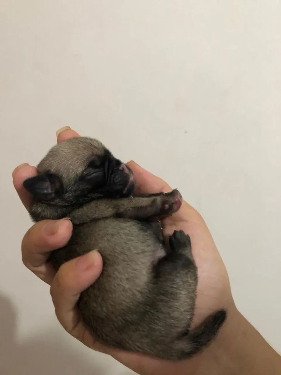 Pug - Foto 4