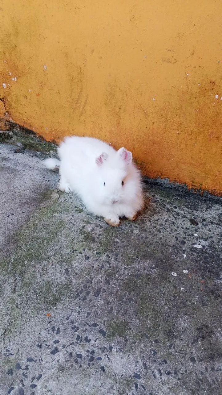 Coelhos  - Foto 5
