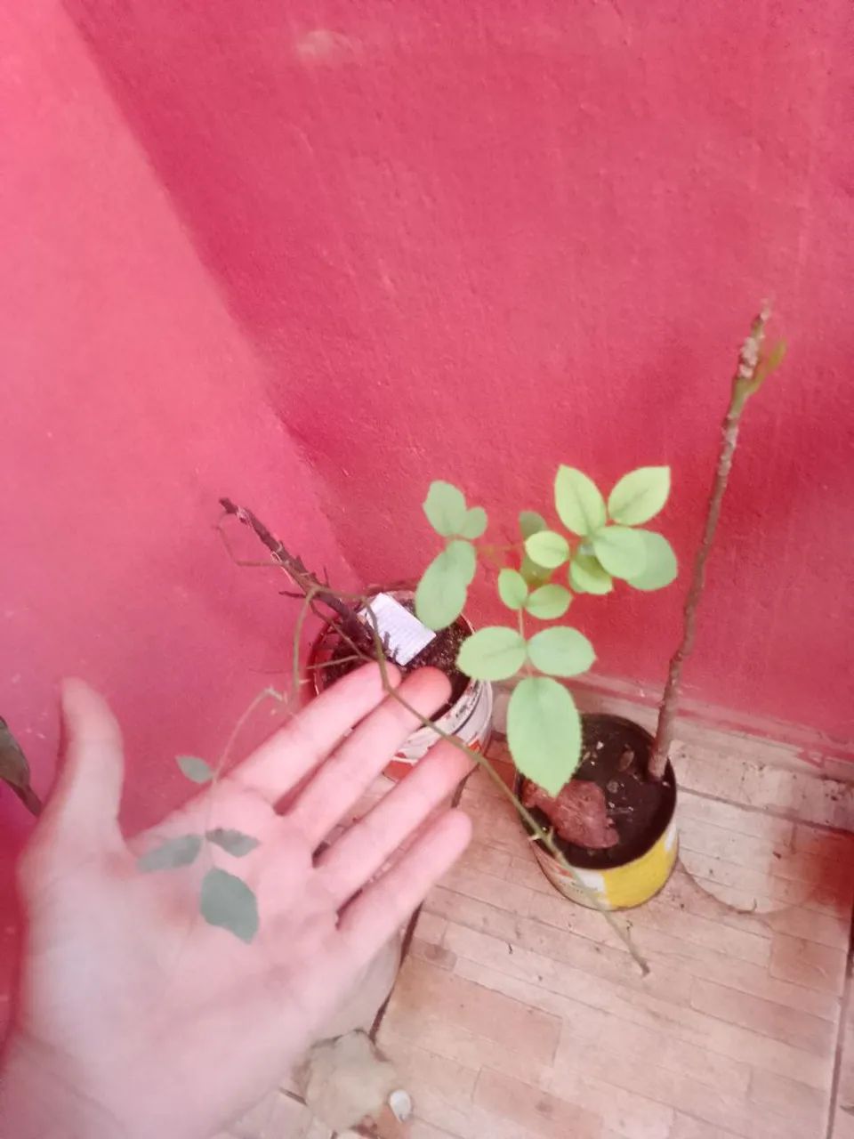Plantas - Foto 2