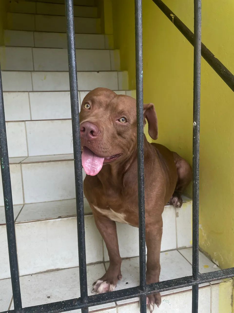 Pitbull  - Foto 2