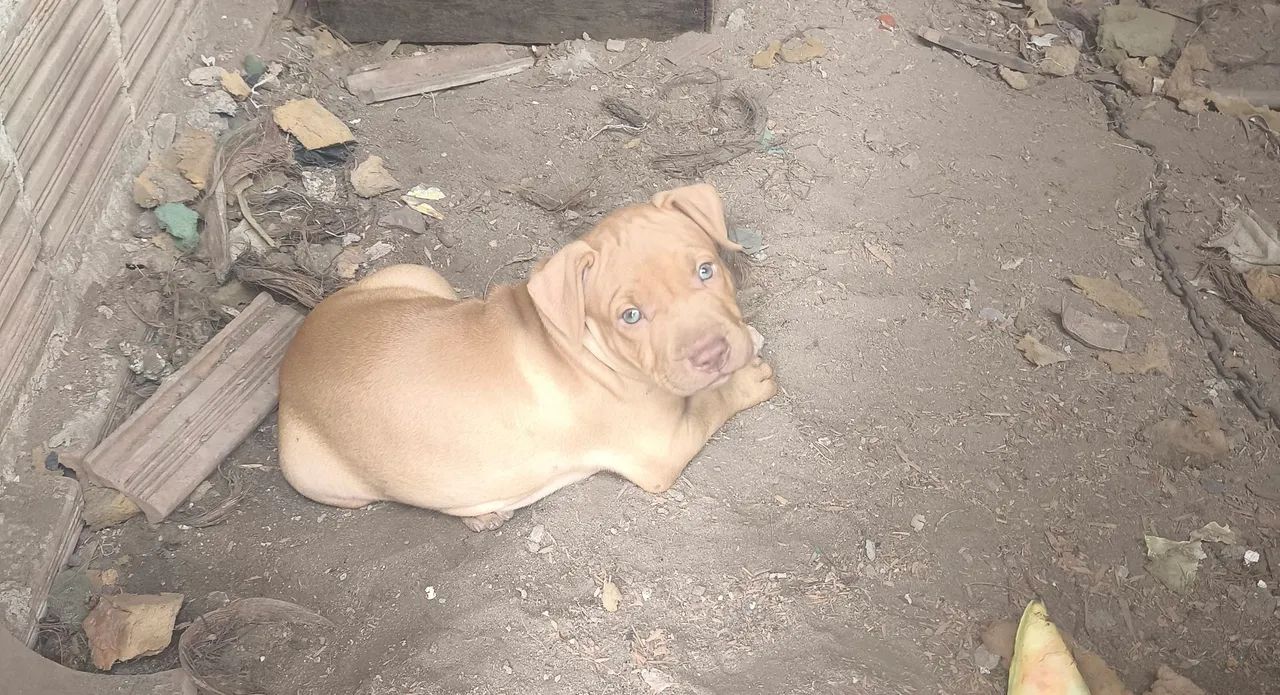 Filhote de Pitbull 