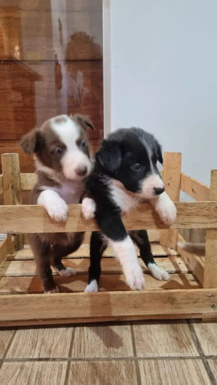 Border Collie 
