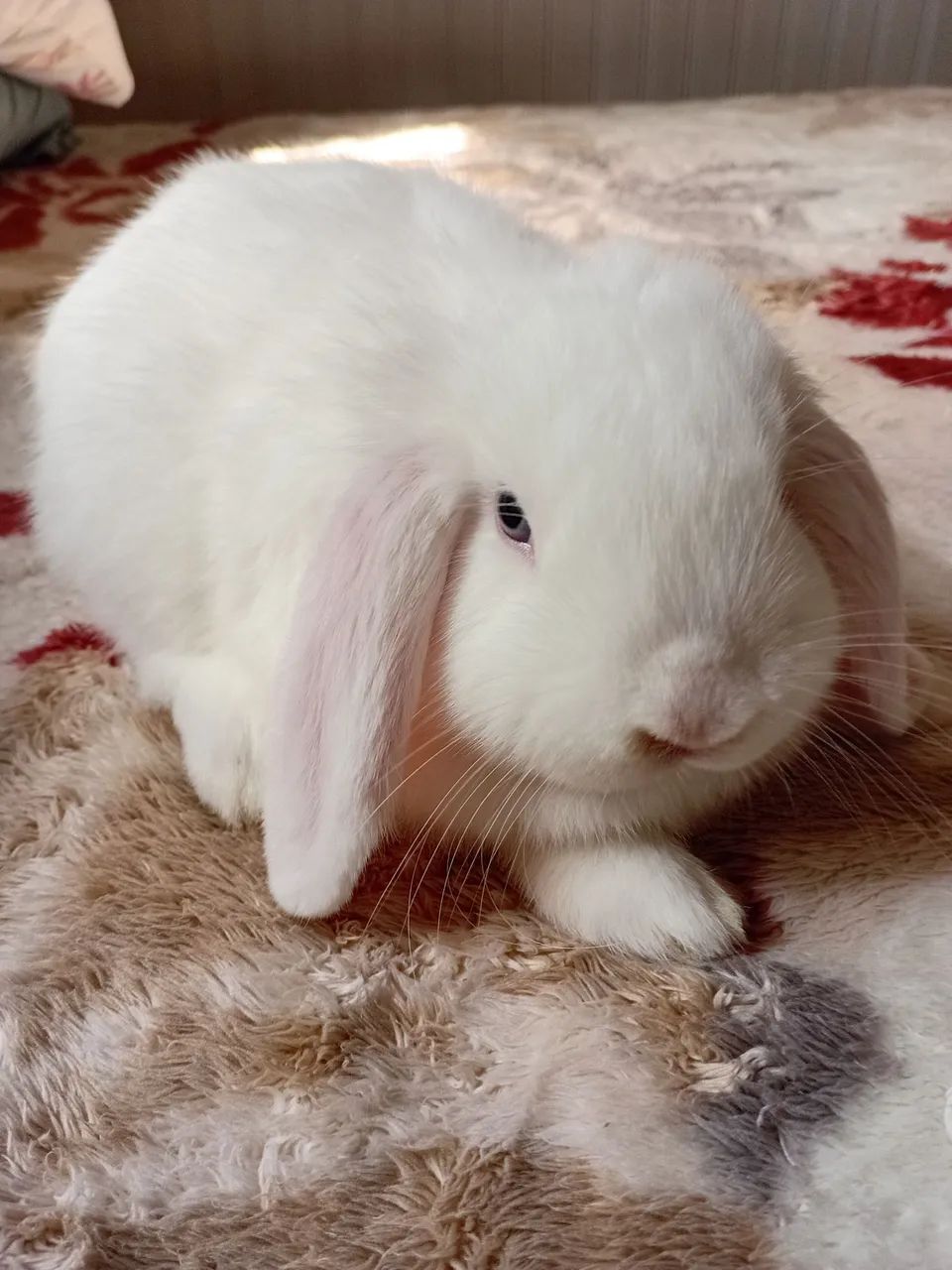 Mini lop  - Foto 4