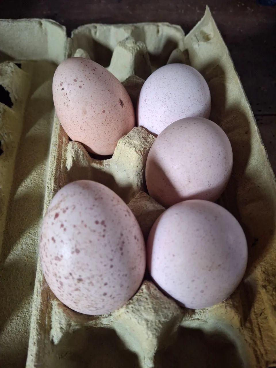 Ovos de perua galados